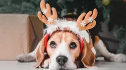 Le big bêtisier de Noël