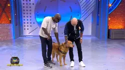 Le Bigdil, le retour évènement S02E14 Spéciale toutous