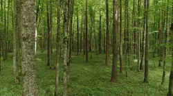 Le bison d'Europe, colosse de la forêt