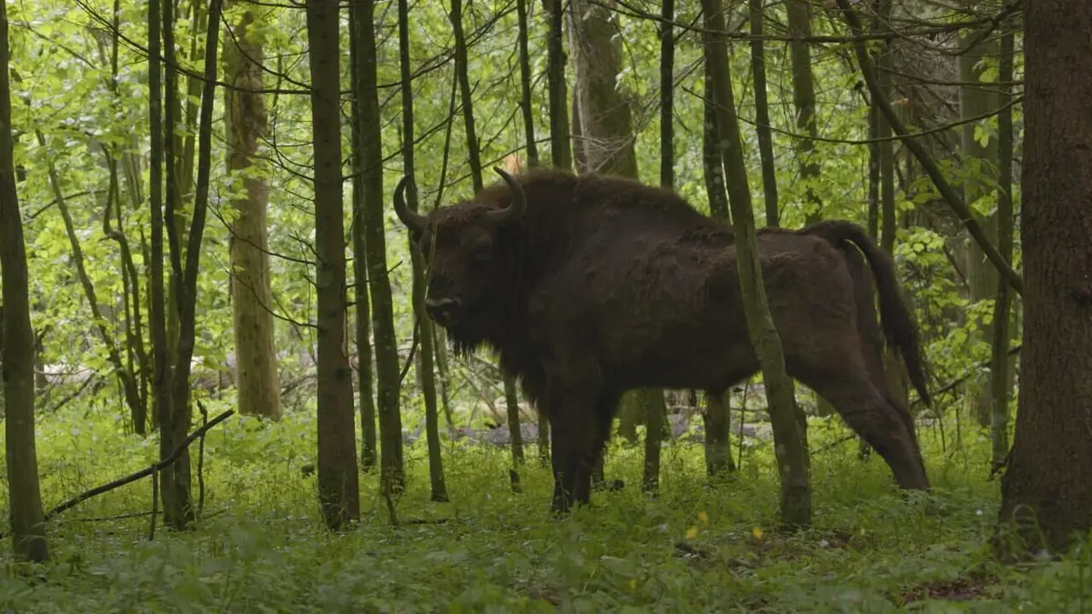 Le bison d'Europe, colosse de la forêt