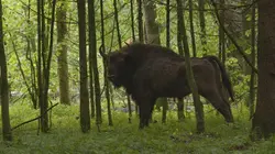 Le bison d'Europe, colosse de la forêt