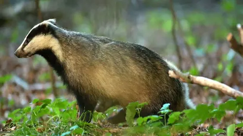 Le blaireau : ce furtif voisin