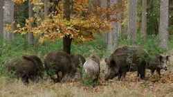 Le blaireau : ce furtif voisin