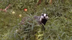 Le blaireau : ce furtif voisin