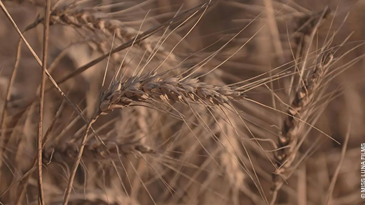 Le blé notre pain quotidien