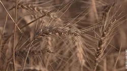 Le blé notre pain quotidien