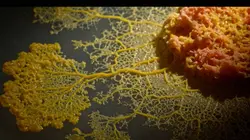 Le Blob, un génie sans cerveau