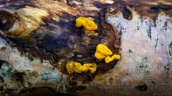 Le Blob, un génie sans cerveau