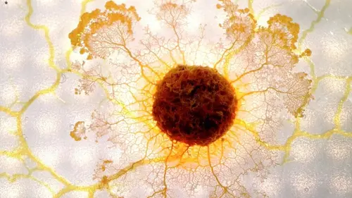 Le Blob, un génie sans cerveau