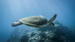 Le blues des océans