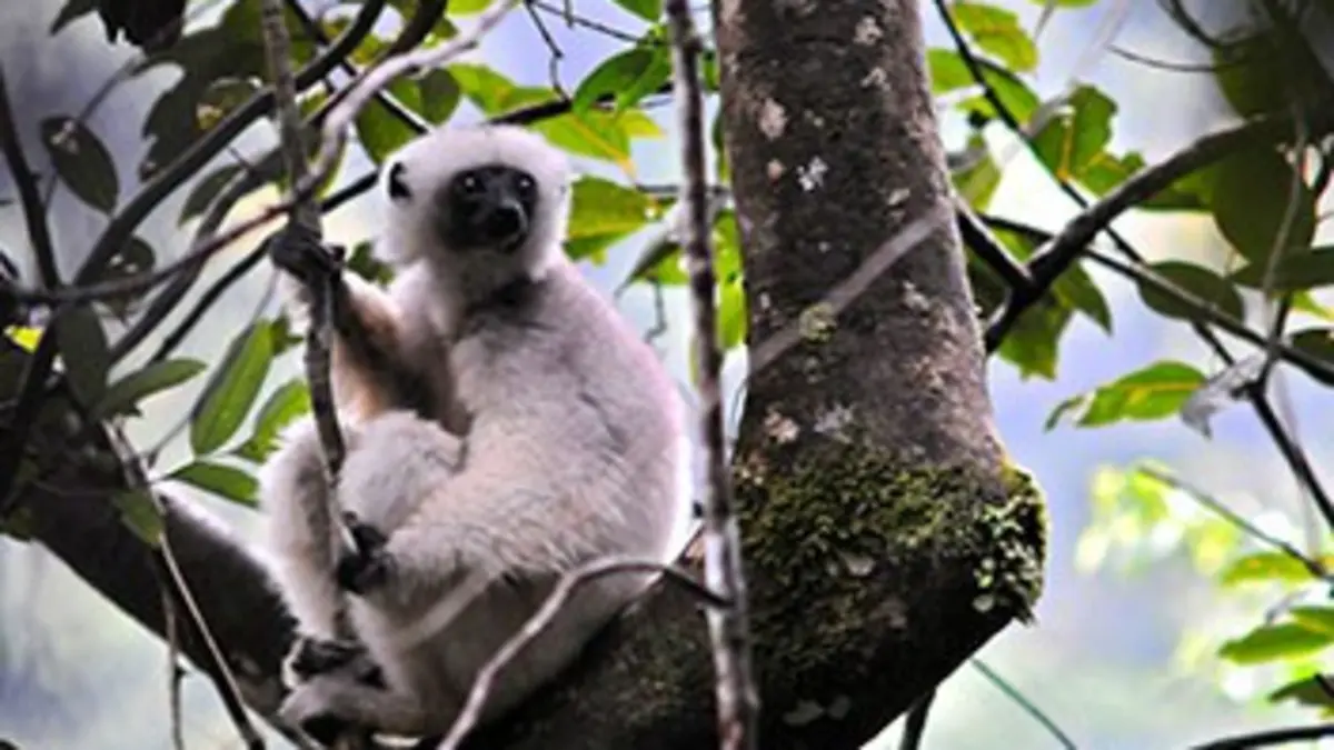 Le blues du lémurien