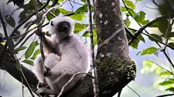 Visuel de Le blues du lémurien