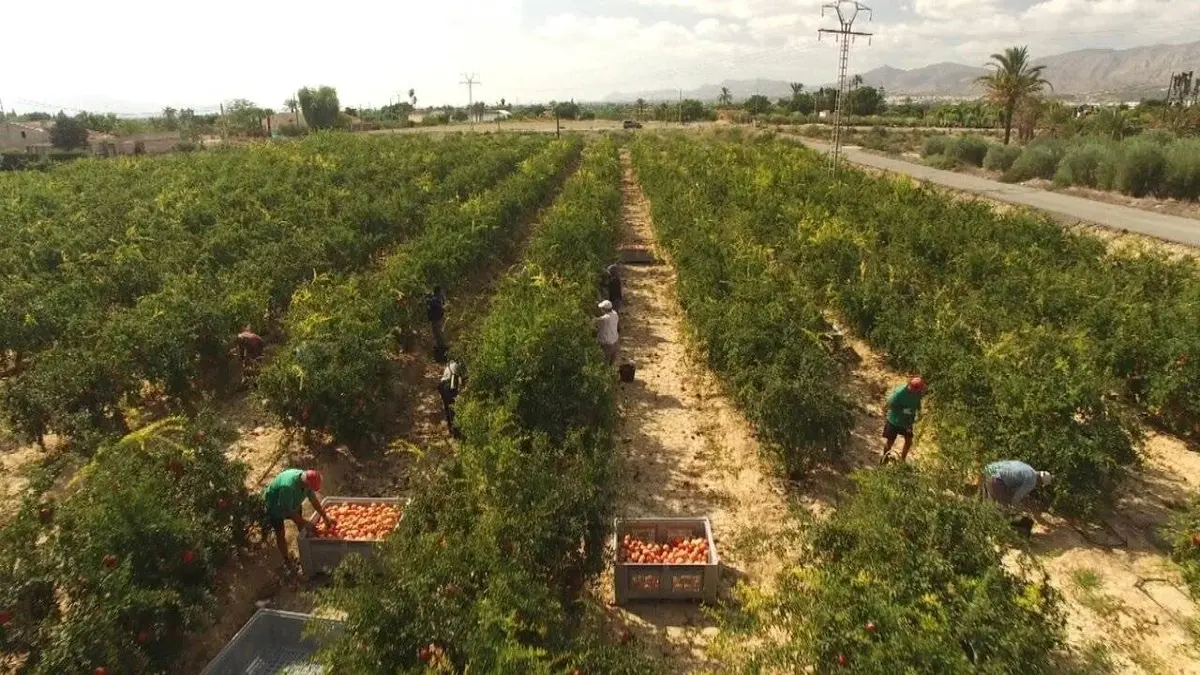 Le boum de la grenade