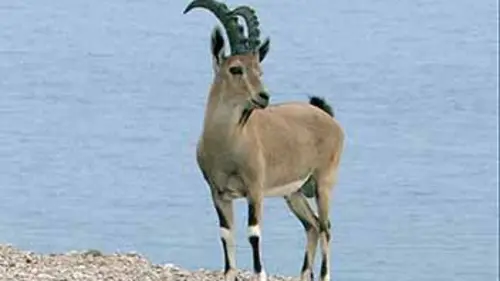 Le bouquetin sauvage de Nubie