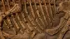 2025 • Le business des fossiles de dinosaures