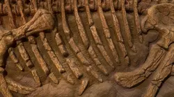 Le business des fossiles de dinosaures