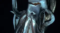 Visuel de Le calamar géant