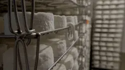 Le camembert nous ouvre sa boîte