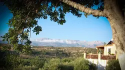 Le caroubier, l'or noir de la Crète