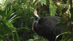 Le casoar, l'oiseau le plus dangereux du monde