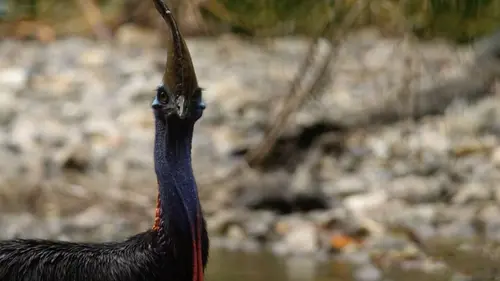 Le casoar, l'oiseau le plus dangereux du monde