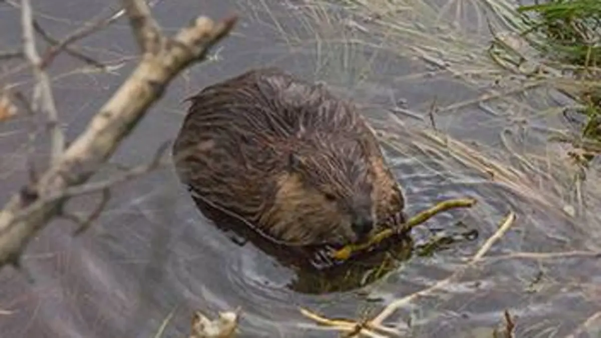 Le castor a toujours tort