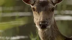 Le cerf élaphe, roi des forêts ?