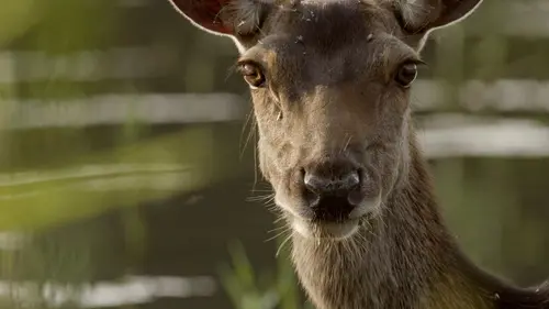 Le cerf élaphe, roi des forêts ?