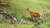 Le cerf, fléau des Highlands
