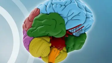 Le cerveau E01