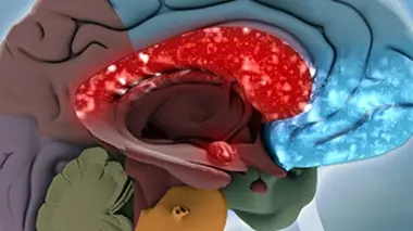 Le cerveau E02