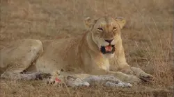 Le chagrin des animaux : mythe ou réalité ?