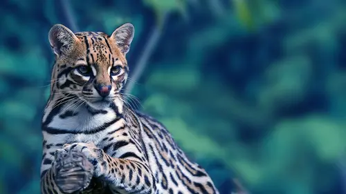 Le Chaînon manquant