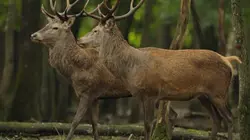 Visuel de Le chant du cerf