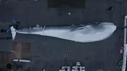 Le chasseur de baleines