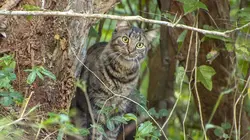 Le chat, ce tueur si mignon