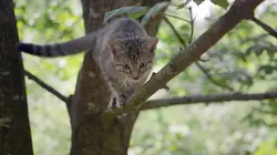 Visuel de Le chat, ce tueur si mignon