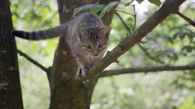 Le chat, ce tueur si mignon
