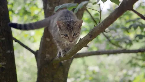 Le chat, ce tueur si mignon