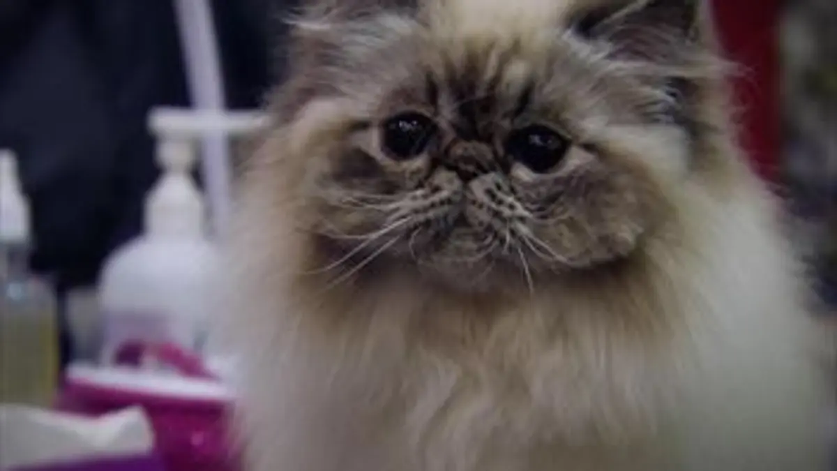 Le chat est un animal sauvage