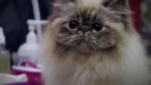 Le chat est un animal sauvage