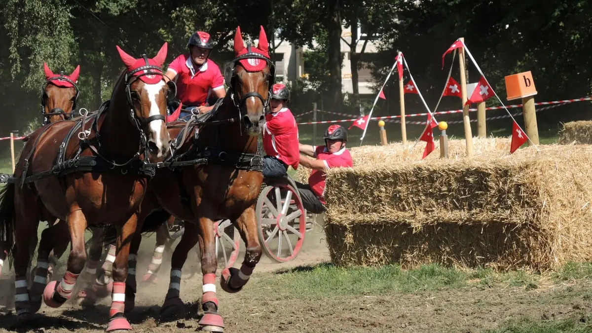 Le Cheval de chez nous