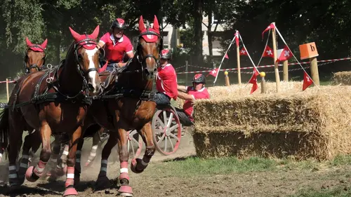 Le Cheval de chez nous