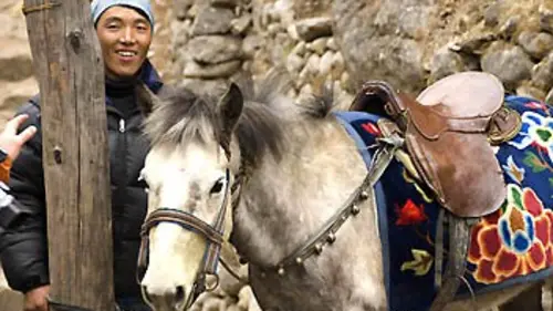 Le cheval de l'Everest