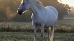 Visuel de Le cheval fait son cinéma