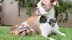 Le chien, meilleur copain des animaux Rose & Biscuit and June & Waffles