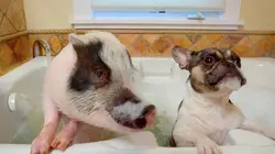 Le chien, meilleur copain des animaux