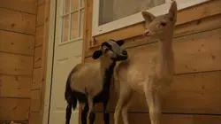 Le chien, meilleur copain des animaux