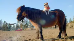 Le chien, meilleur copain des animaux