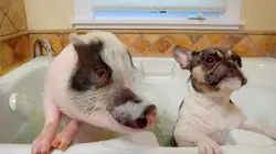 Le chien, meilleur copain des animaux